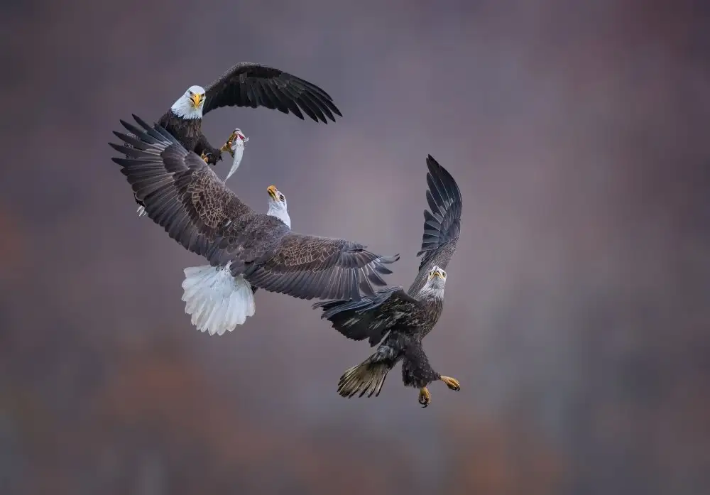 Huang, Tao: Eagle family