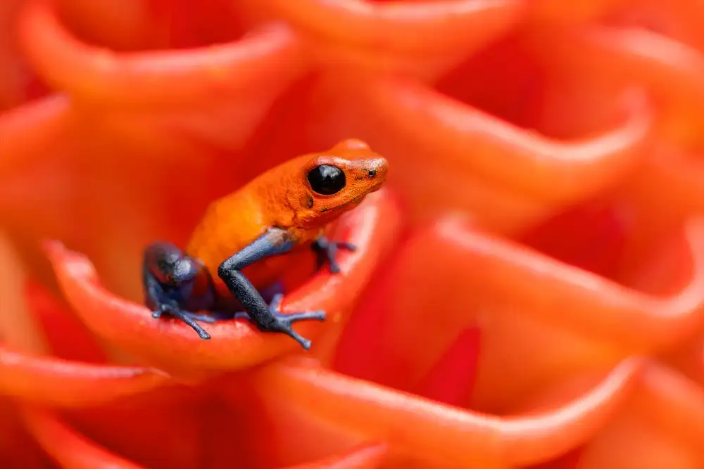 Zygmunt, Milan: Erdbeer-Pfeilgiftfrosch