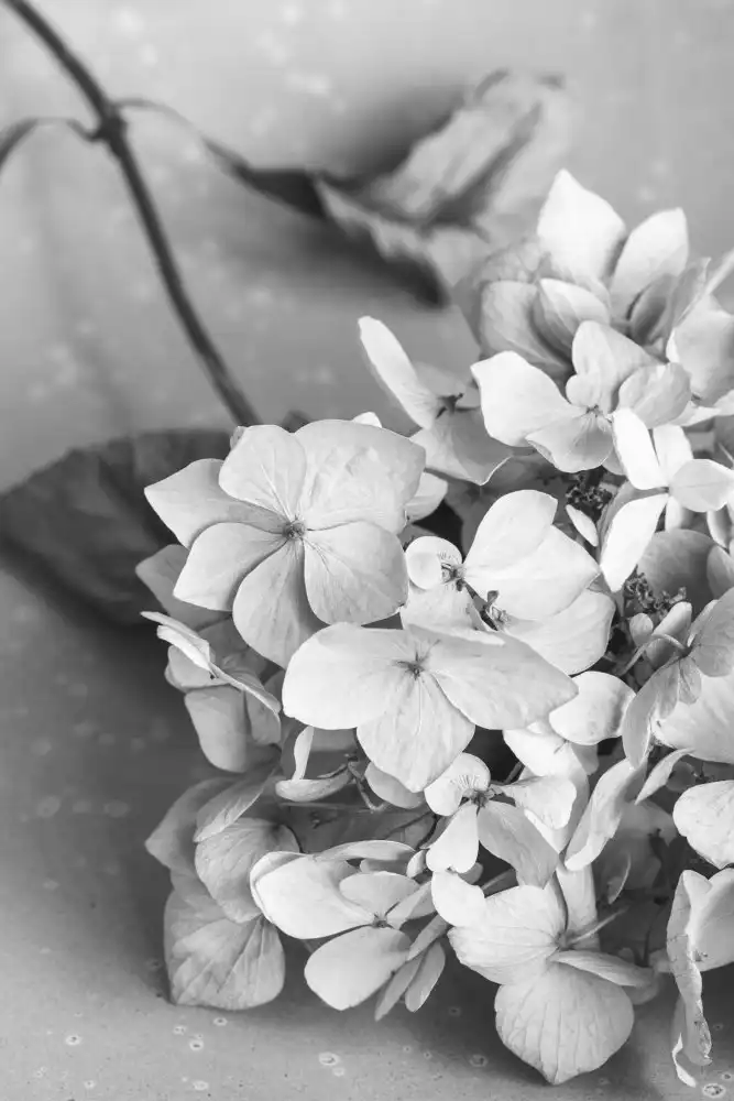 Studio, Pictufy: Dried Flowe ron Plate_black & white