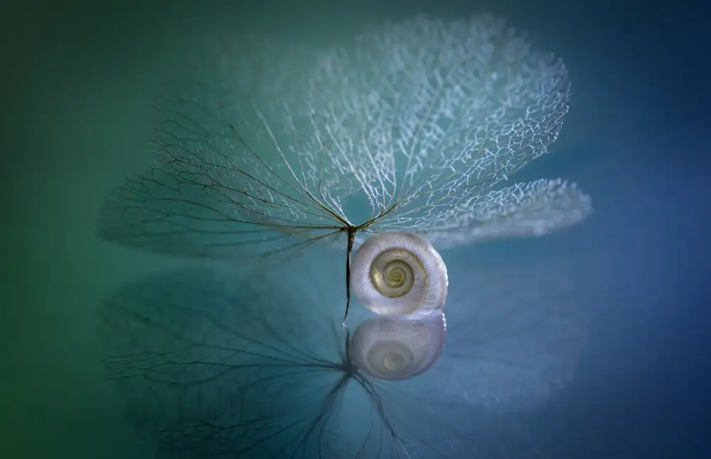 Kowatari, Shihya: Caracol