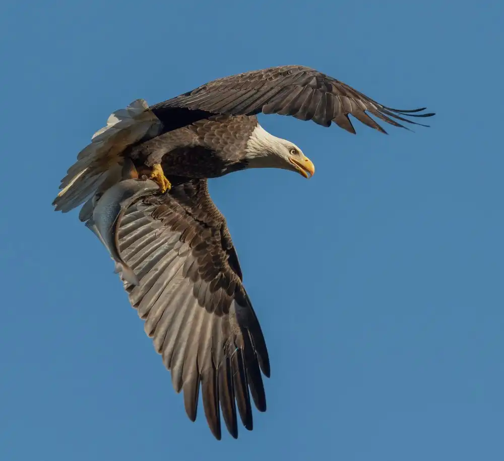 W, Deming: Catch of the day