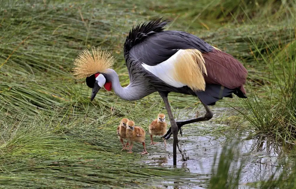 DAmico, Giuseppe: Crowned crane and its little ones