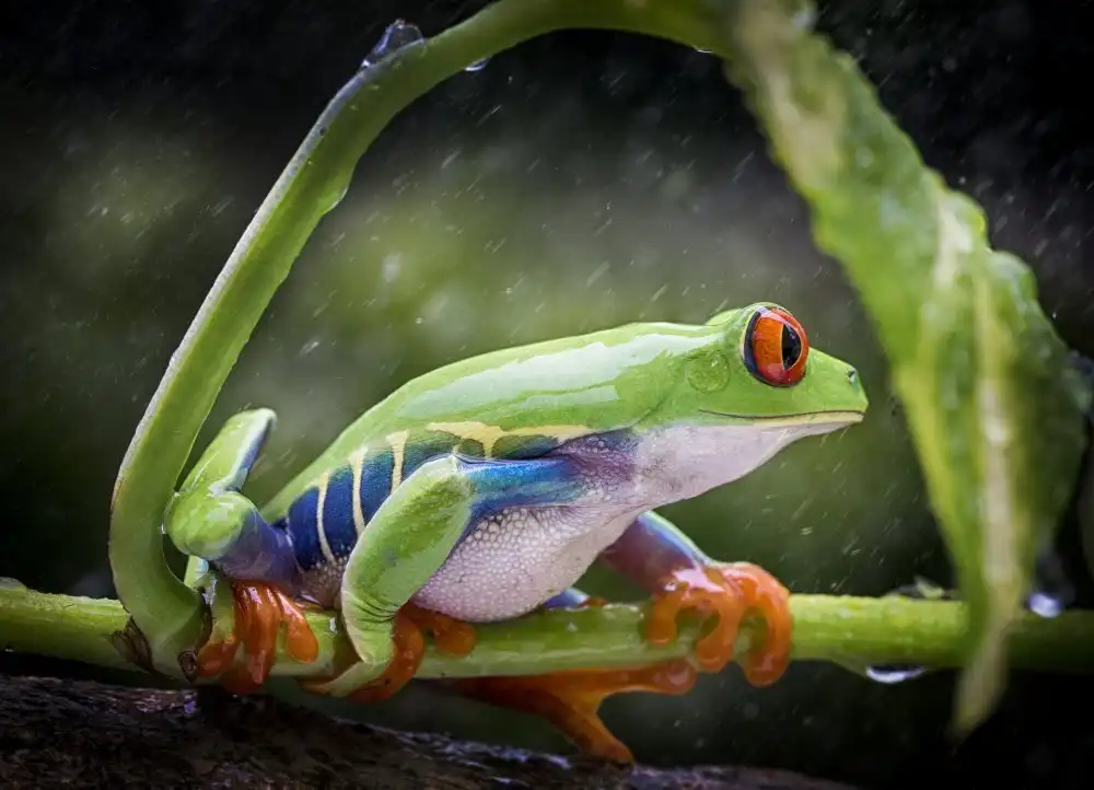 Hartojo, Muliani Angela: Esperando que pare la lluvia