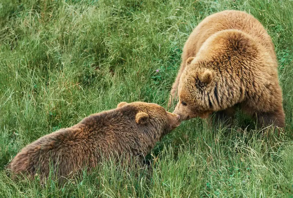 Huertas, Garcia Helena: Aimer les ours