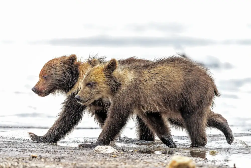 DAmico, Giuseppe: THE WALK OF THE LITTLE BROTHERS