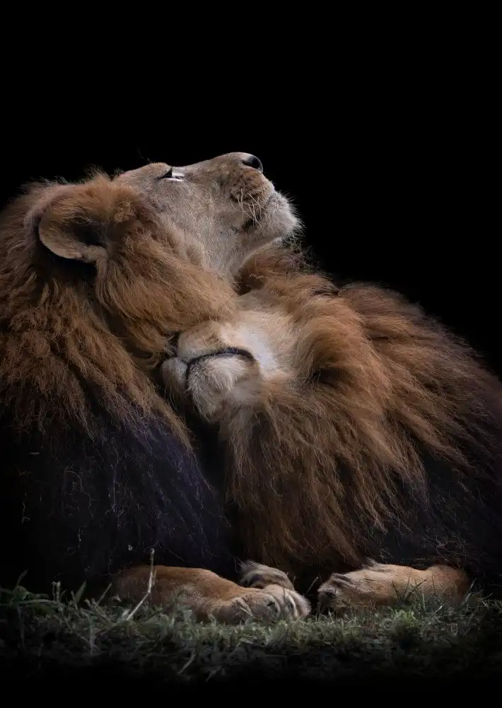 Jealousy: Two lions