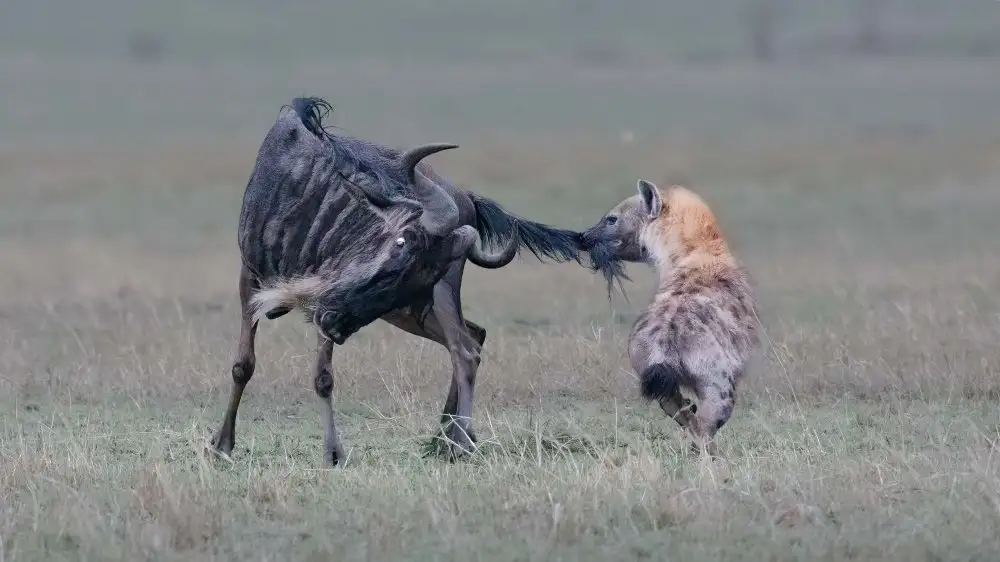 Lu, Jennifer: Tango of Death