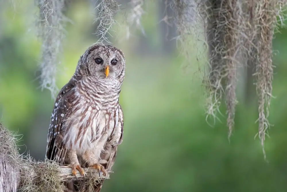 Wang, Max: Barred Owl