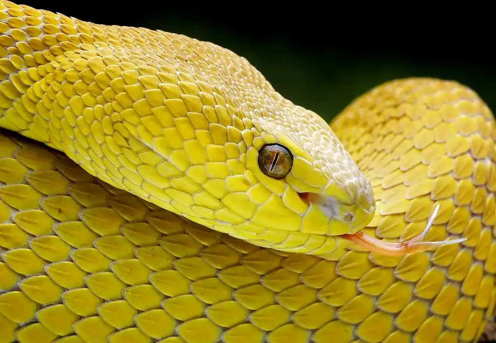 Hartojo, Muliani Angela: Víbora amarilla