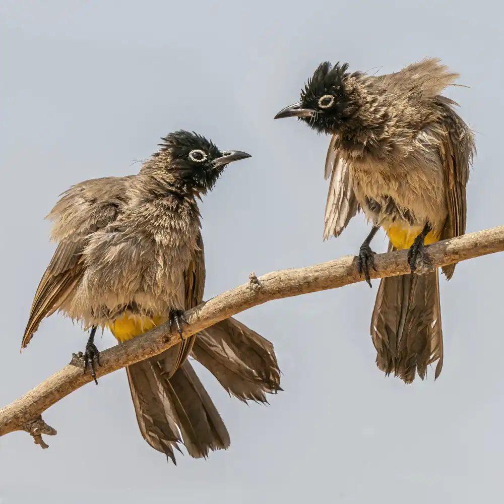 Lichtman, Boris: Mischievous birds