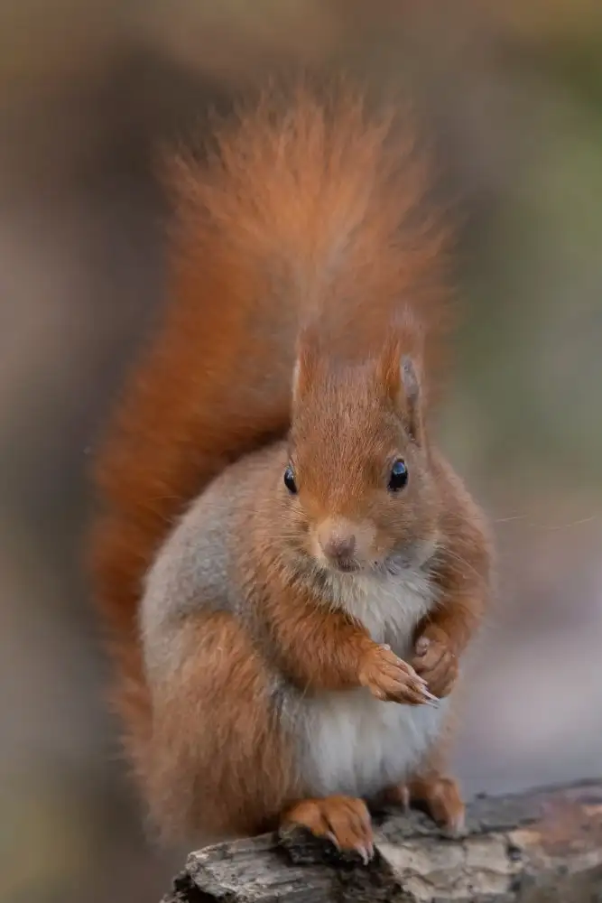 Bolla, Paolo: Squirrel