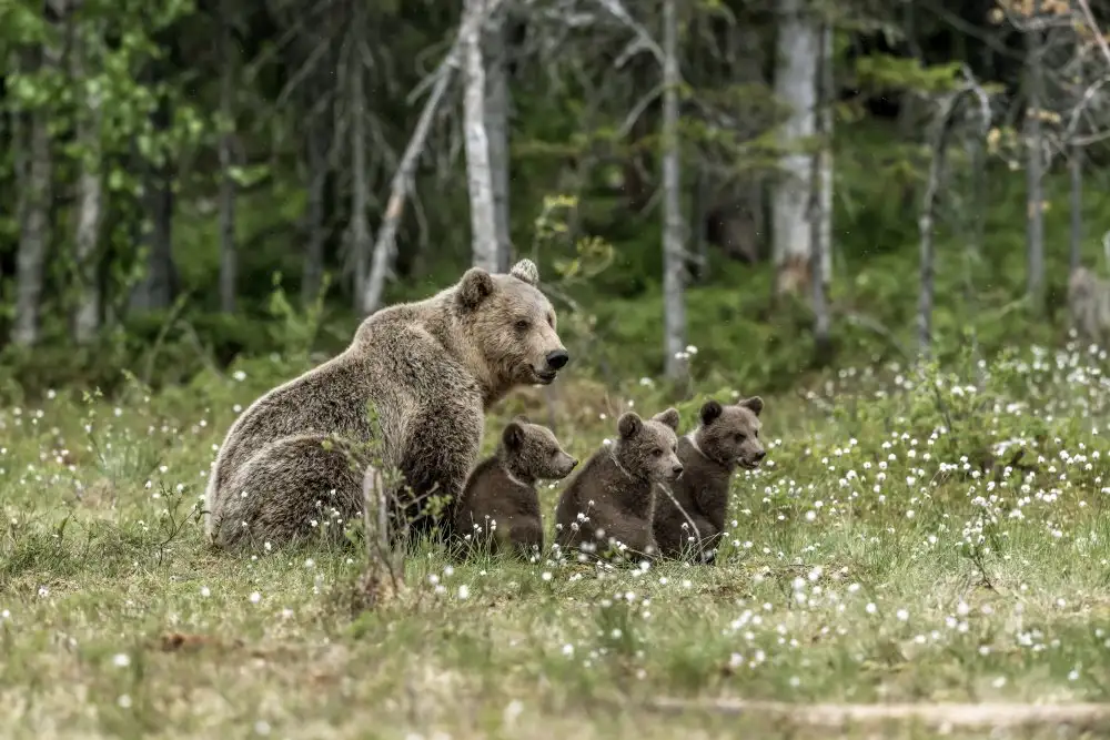 DAmico, Giuseppe: Family bears