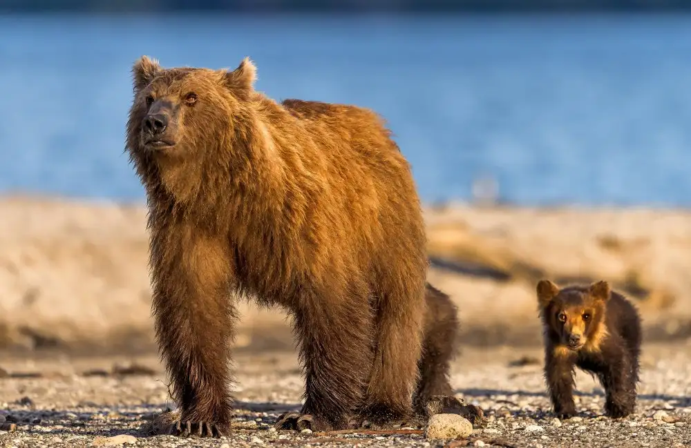 DAmico, Giuseppe: Mother bear with her cubs