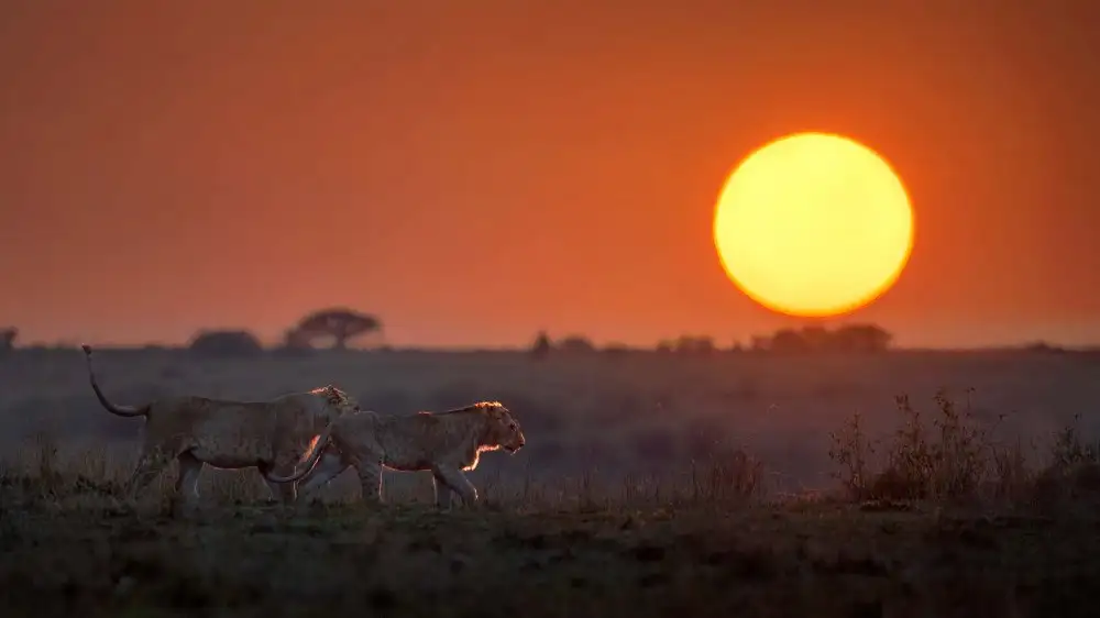 Lu, Jennifer: Morning Africa