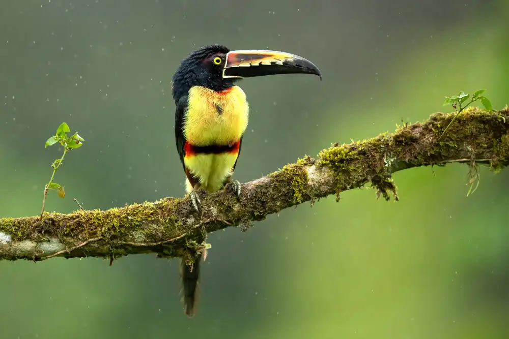 Zygmunt, Milan: Halsband-Aracari