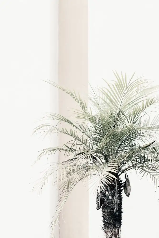 Studio, Pictufy: Palm tree