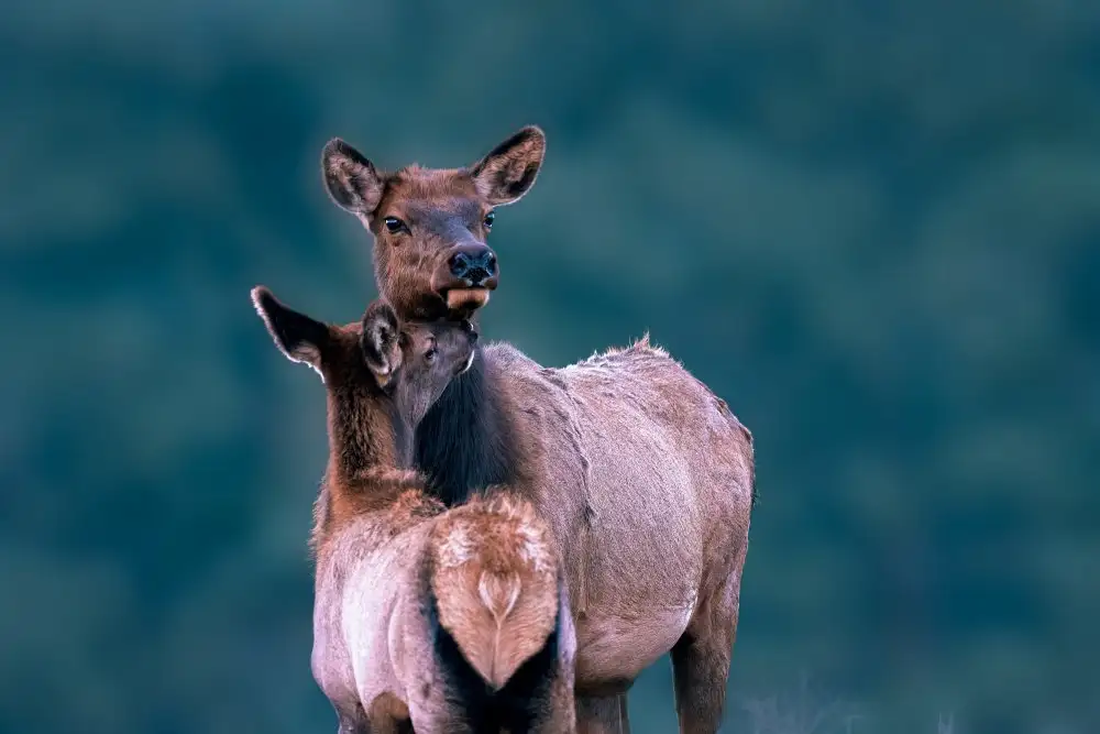 Wei, and Siyu: Un moment de tendresse avec maman