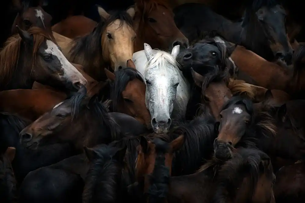 Buye, Pascual Santiago: The White Horse