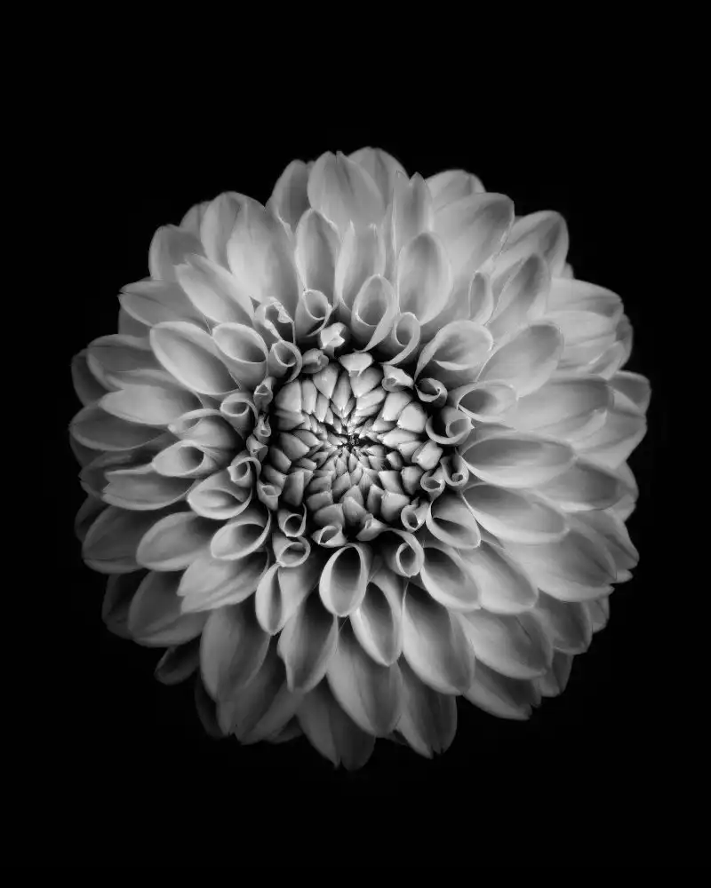 Zhao, Alex: Calendula