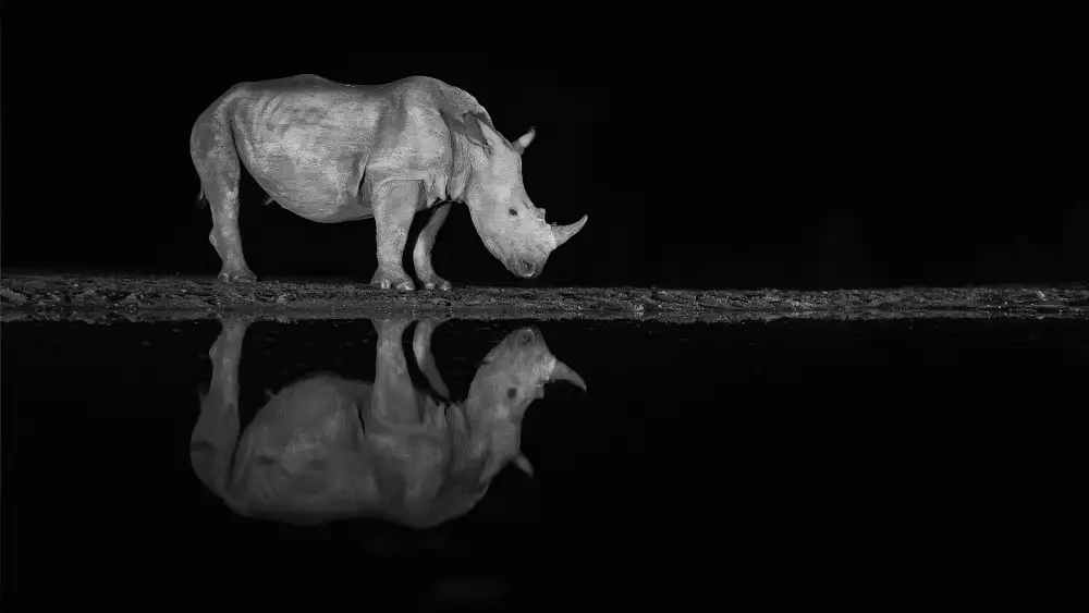 Raga, Gil Joan: Nashorn in der Nacht