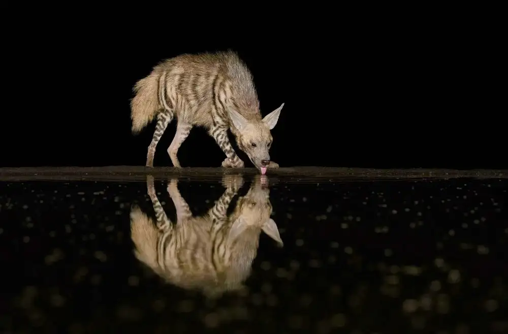 Lu, Jennifer: Striped hyena