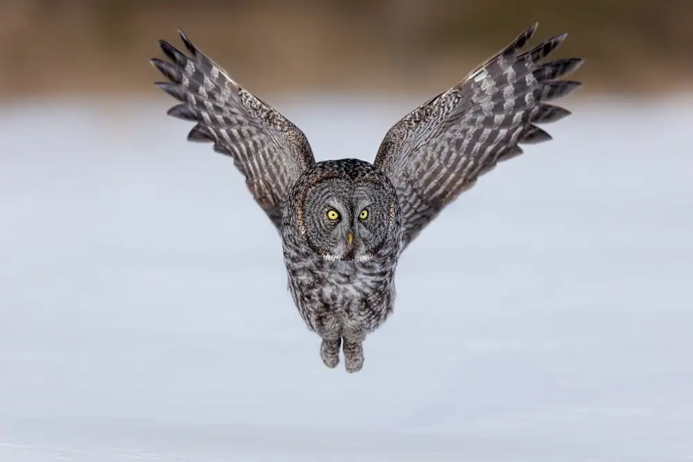 Zuo, Jun: Bartkauz im Flug