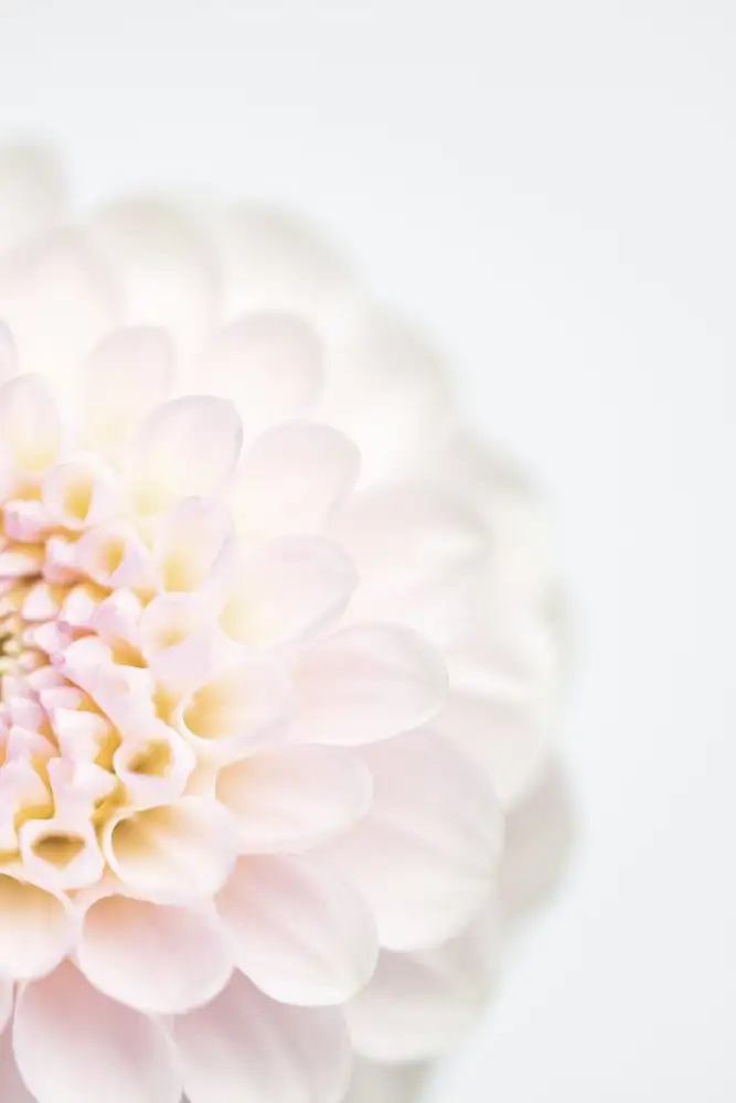 Studio, Pictufy: Fiore rosa n.2