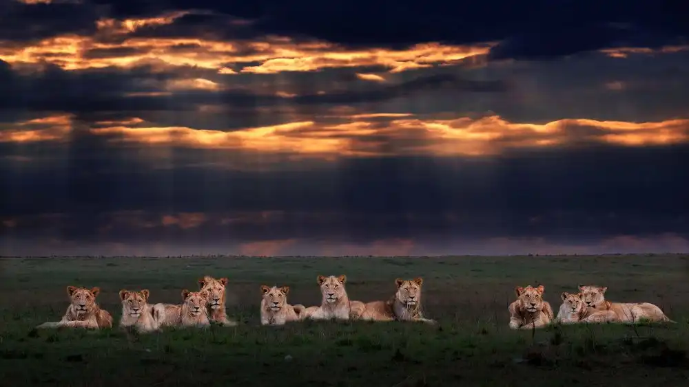 Lu, Jennifer: The lion family