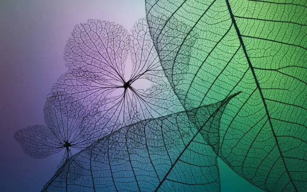 Kowatari, Shihya: Patchwork de fleurs et de feuilles