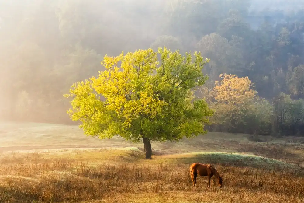 Prioteasa, Sebastian: Árbol de la vida