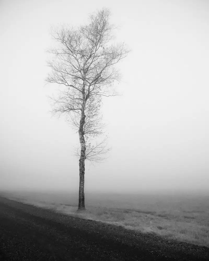 Wasinger, Renate: lonely tree