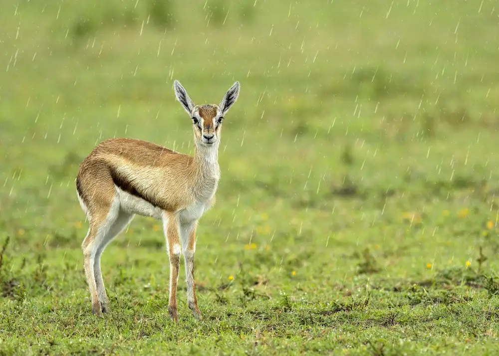 Amer, Eyal: A rainy day