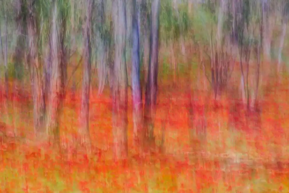 Raif, Joshua: Anemones in the forest
