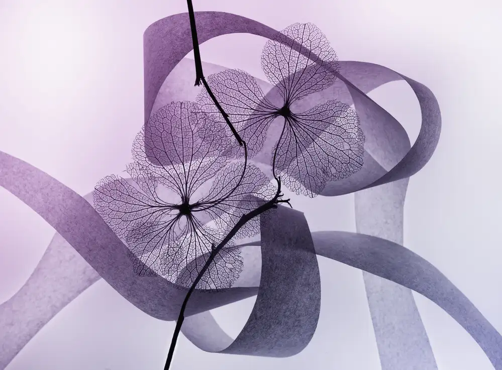 Kowatari, Shihya: Hortensia