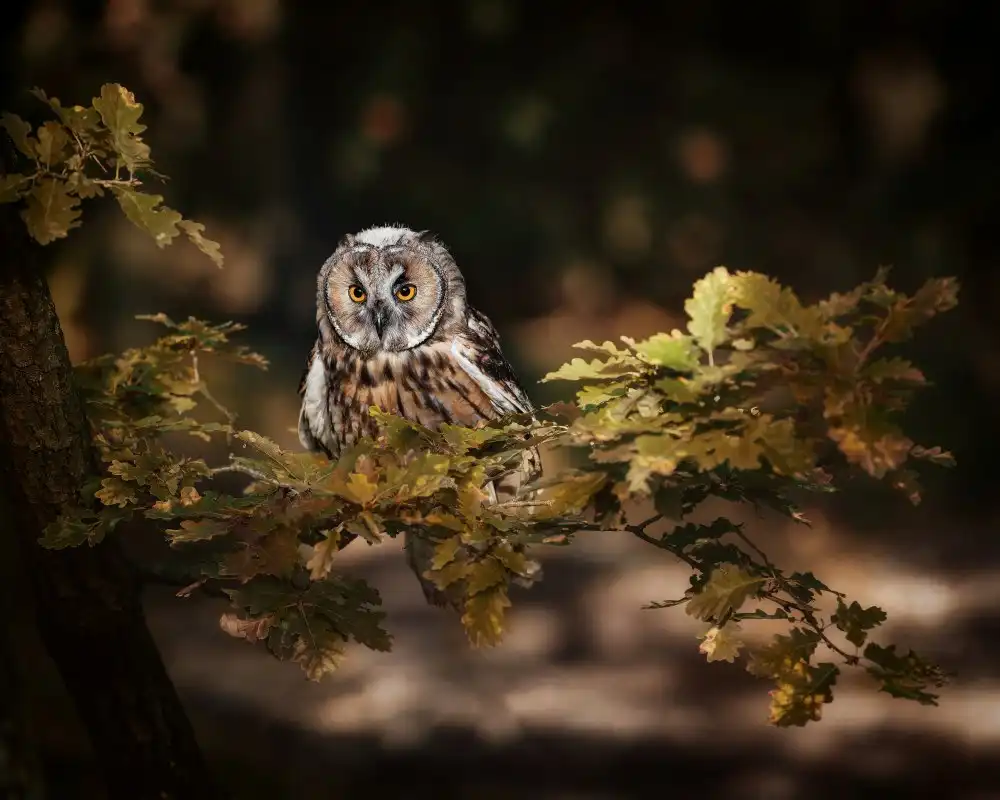 Firešová, Michaela: Long eared owl