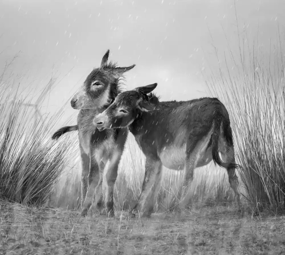 AmandaLee: Esel im Regen
