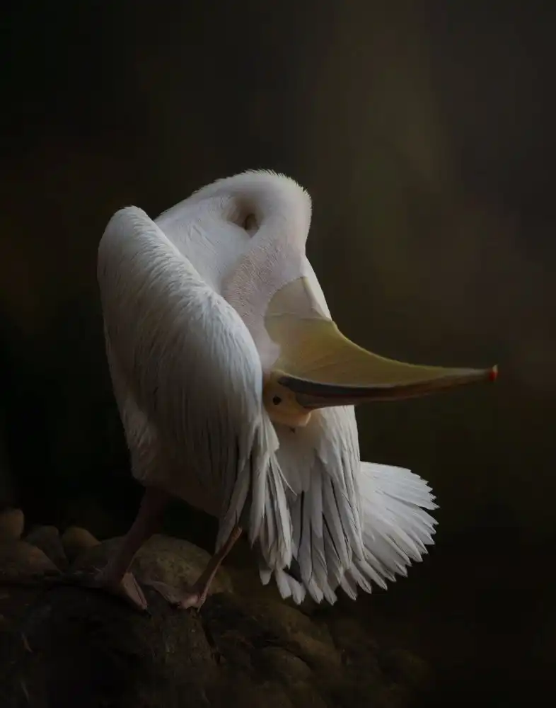 Wisniowska, Krystina: Pelican at the Rock