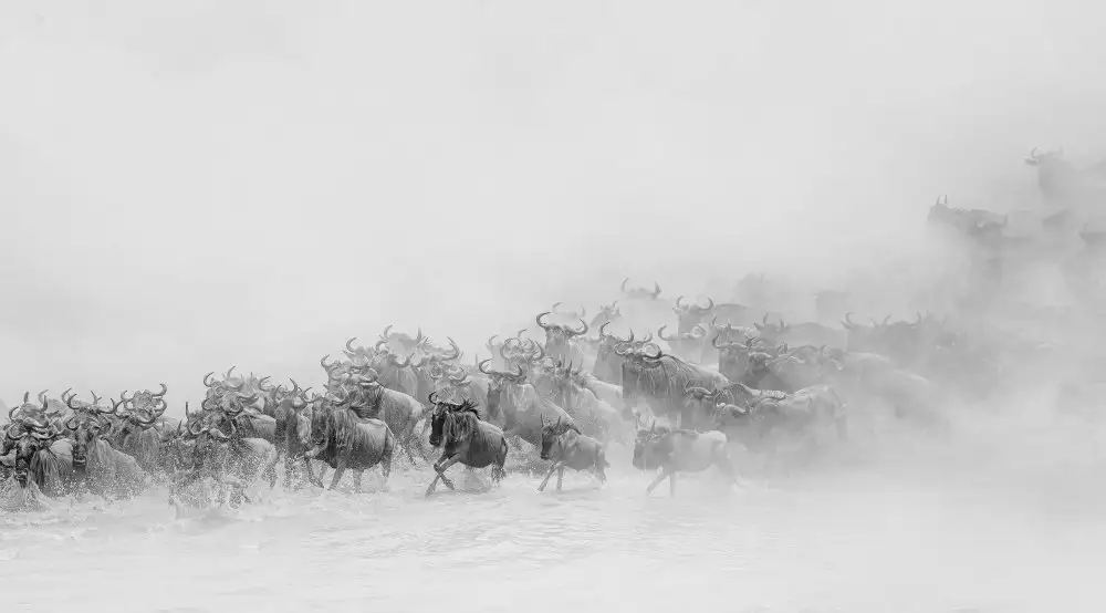 Lu, Jennifer: Migration ( wildebeests crossing river)