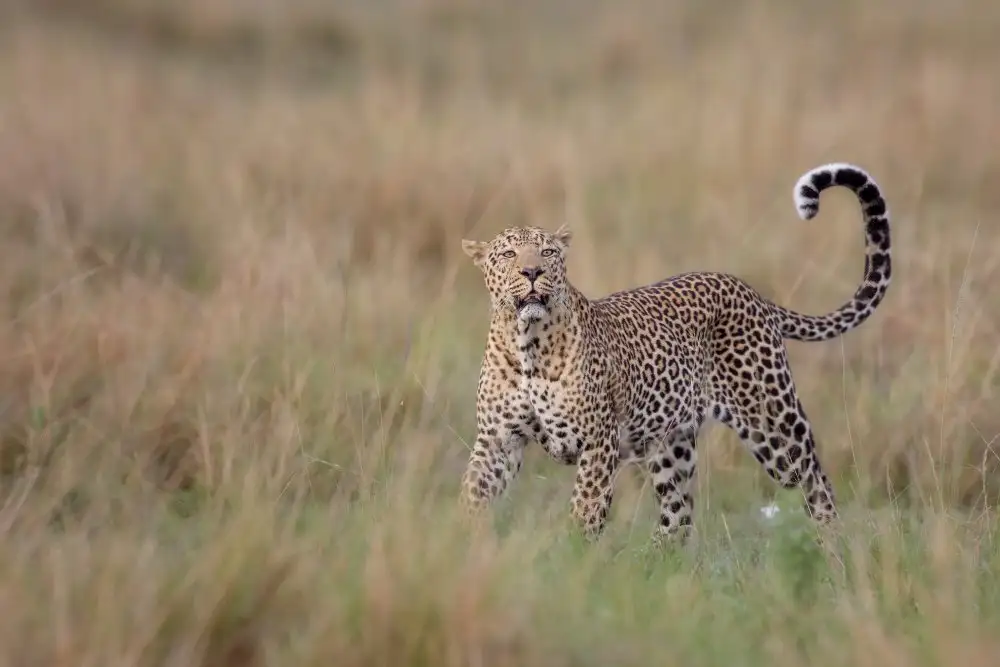Catta, Alessandro: Leopard