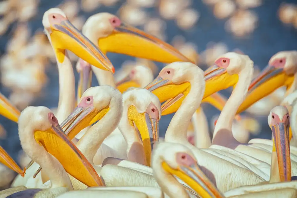 Or, Keren: Pellicani migratori