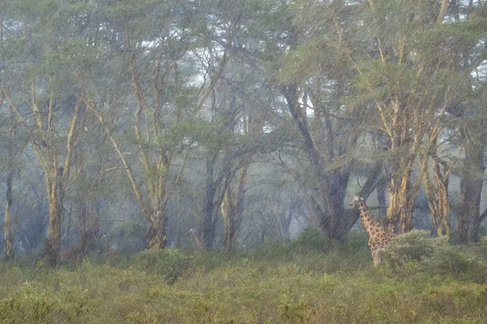Marchegiani, Roberto: Velká bouře v lese