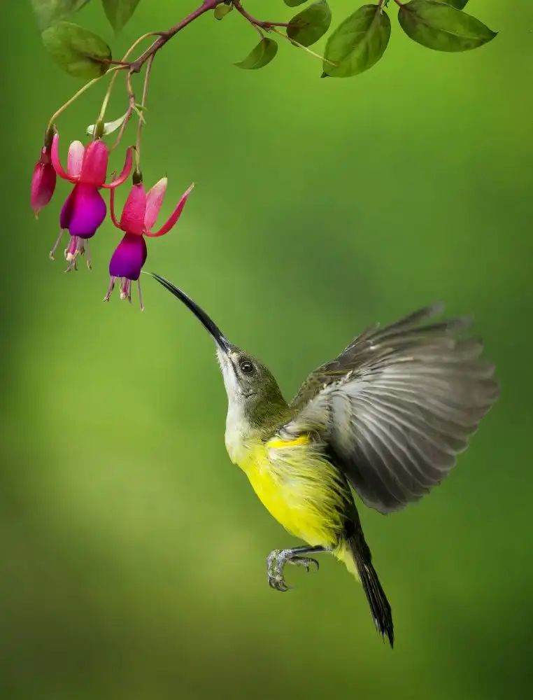 Hartojo, Muliani Angela: Pijantung Sunbird