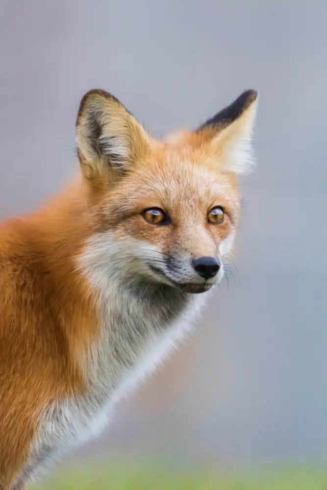 Costina, Mircea: Fox Portrait
