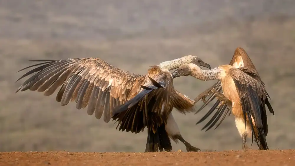 Gerber, Charlaine: Vulture boj