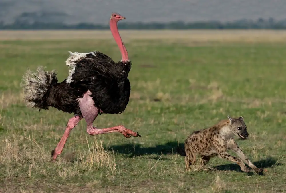 Catta, Alessandro: Chasing the Hyena