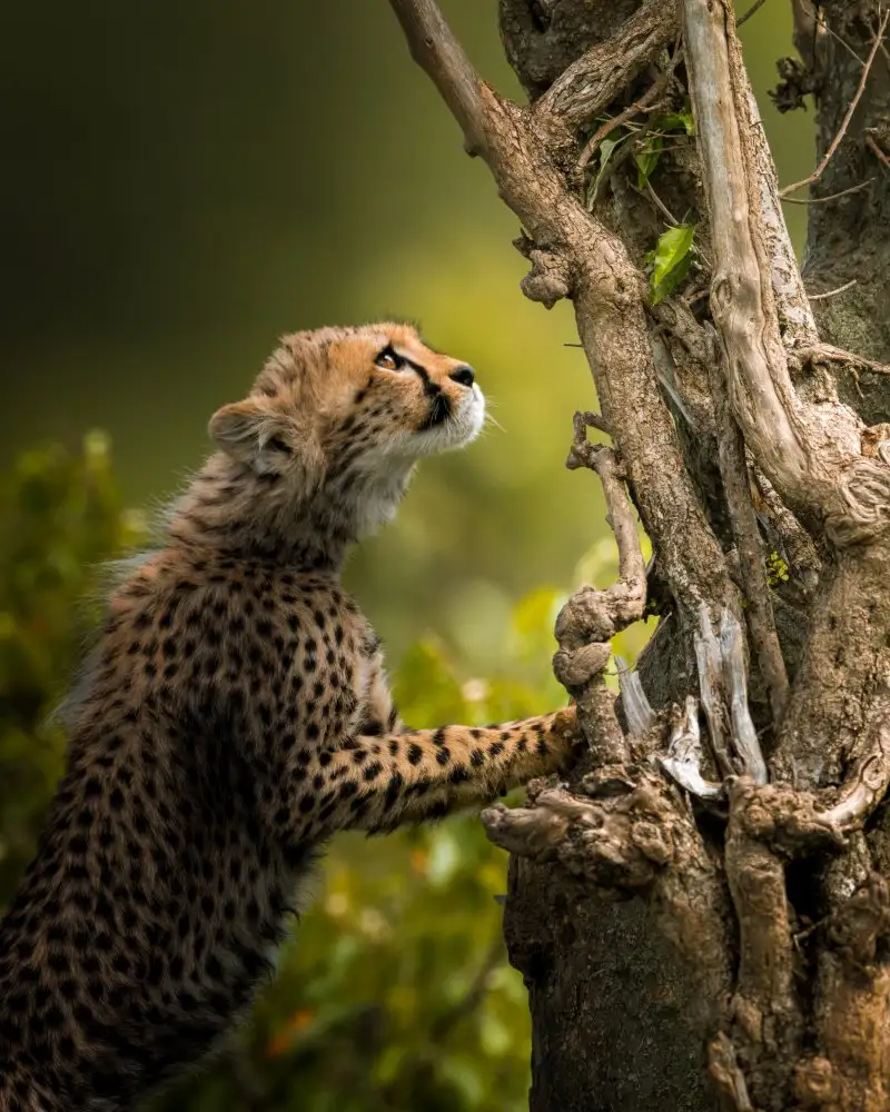 Sobhi, Ahmed: Own tree