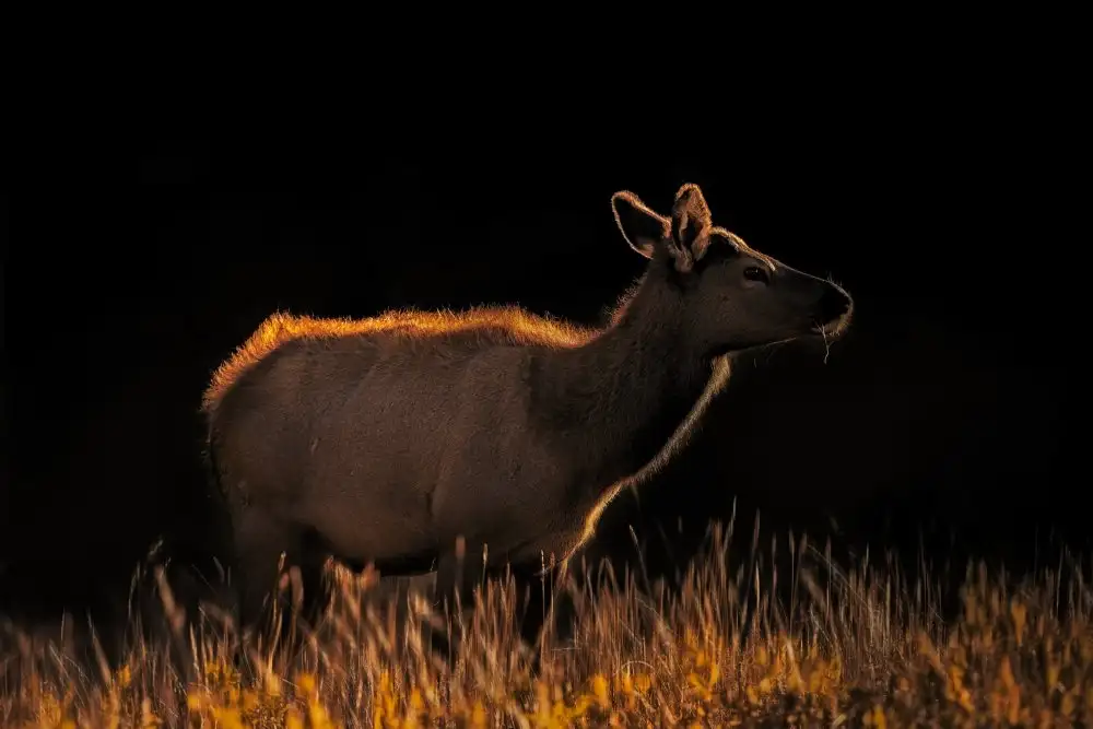 Wei, and Siyu: Une vache au coucher du soleil