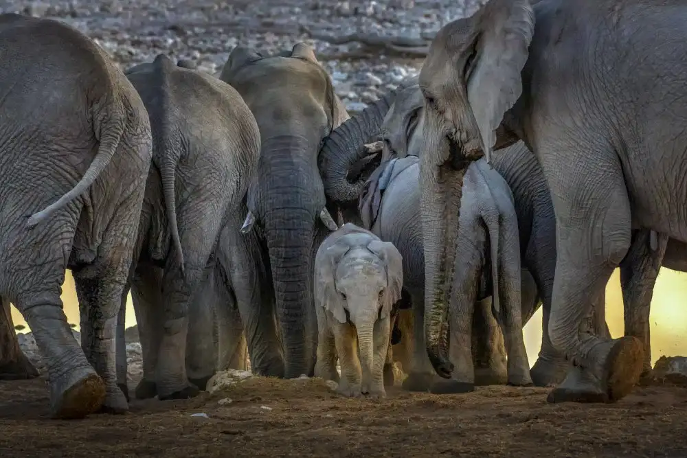 Liu, Ren Raymond: Il cucciolo di elefante e la famiglia degli elefanti