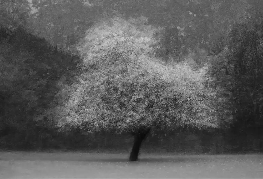 Holmström, Katarina: Magia dell'albero