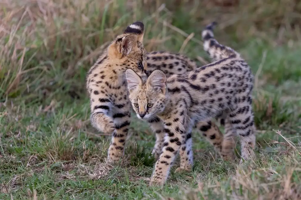 Catta, Alessandro: Brothers